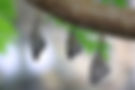 close-up-shot-of-beautiful-butterfly-2023-11-27-05-29-26-utc.jpg