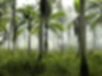 Photo of a humid tropical forest of palm trees